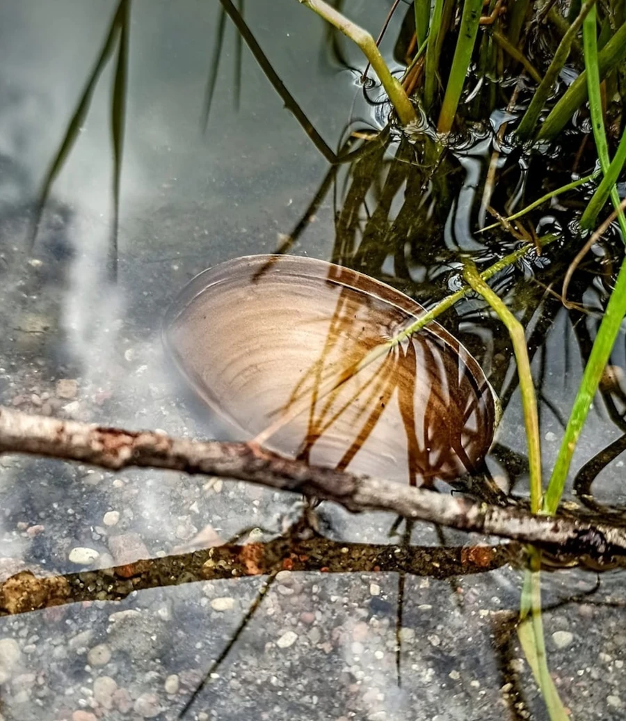 koszyczek zanętowy muszla - naturalny kamuflaż