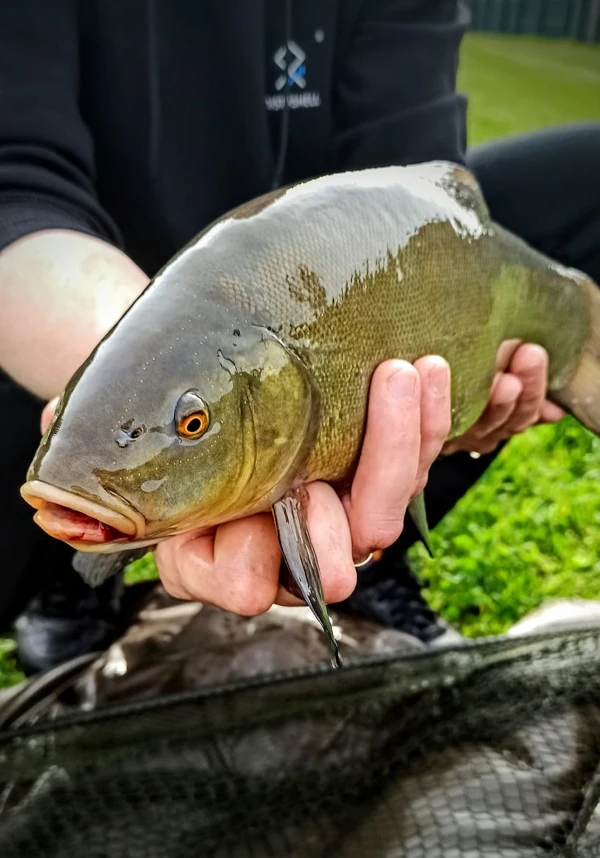 koszyczek zanętowy muszla - naturalny wabik