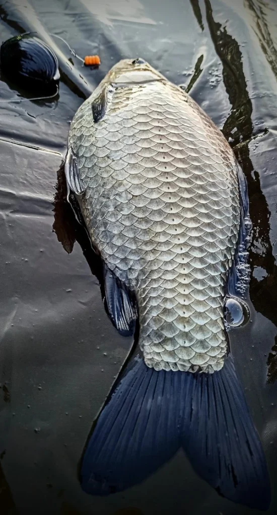 koszyk zanętowy MISTYSHELL - naturalny kształt muszli