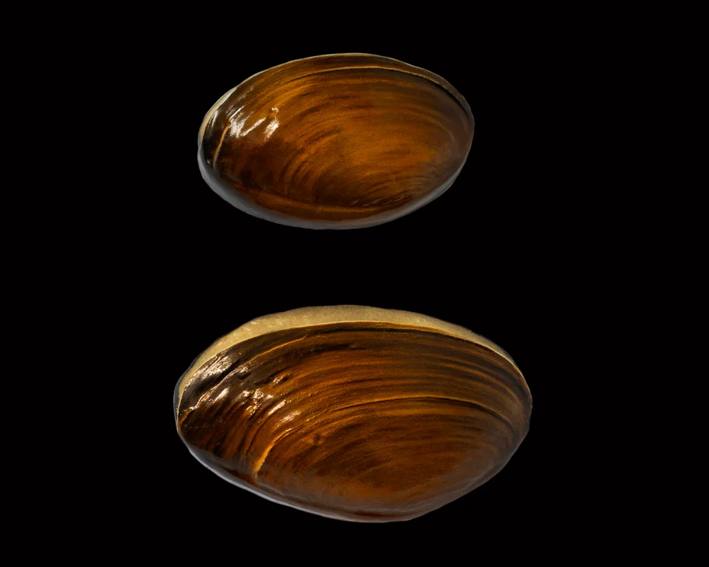 koszyk zanętowy Mistyshell - wersja Carp Size 
