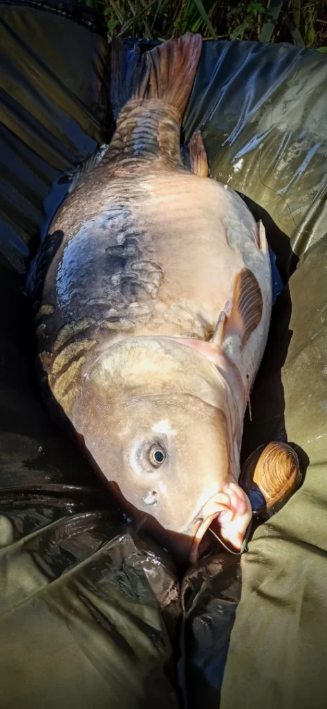 koszyk zanętowy MISTYSHELL Carp Size