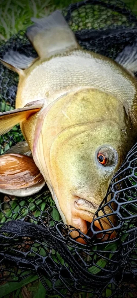 koszyk zanętowy MISTYSHELL Natural Feeder System