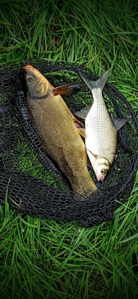 koszyk zanętowy MISTYSHELL naturalny wabik