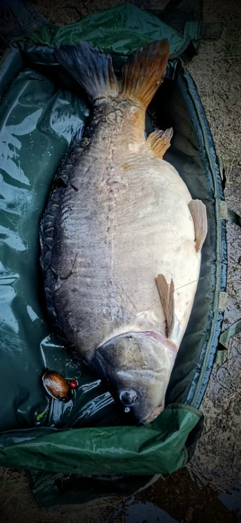 koszyk zanętowy Mistyshell i karp 22kg