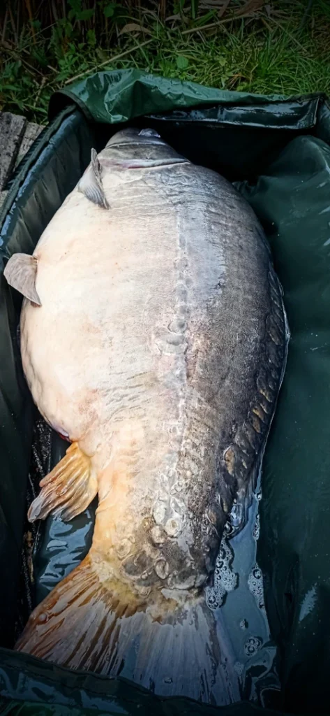 koszyk zanętowy Mistyshell i karp 22kg
